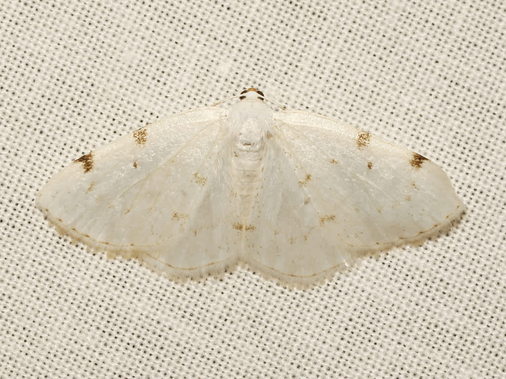 White-pinion Spotted (Lomographa bimaculata) photographed in Kent by David Beadle 