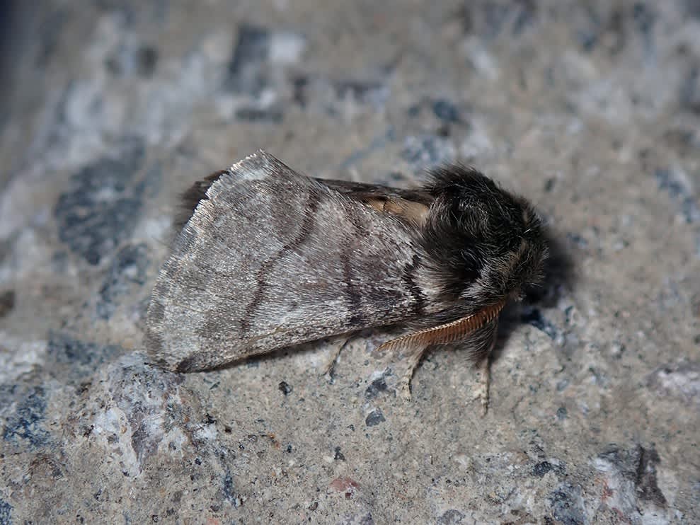 Oak Processionary (Thaumetopoea processionea) photographed in Kent by Darren Taylor 