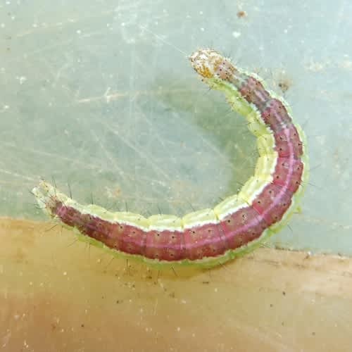 Honeysuckle Moth (Ypsolopha dentella) photographed in Kent by Barry Walter