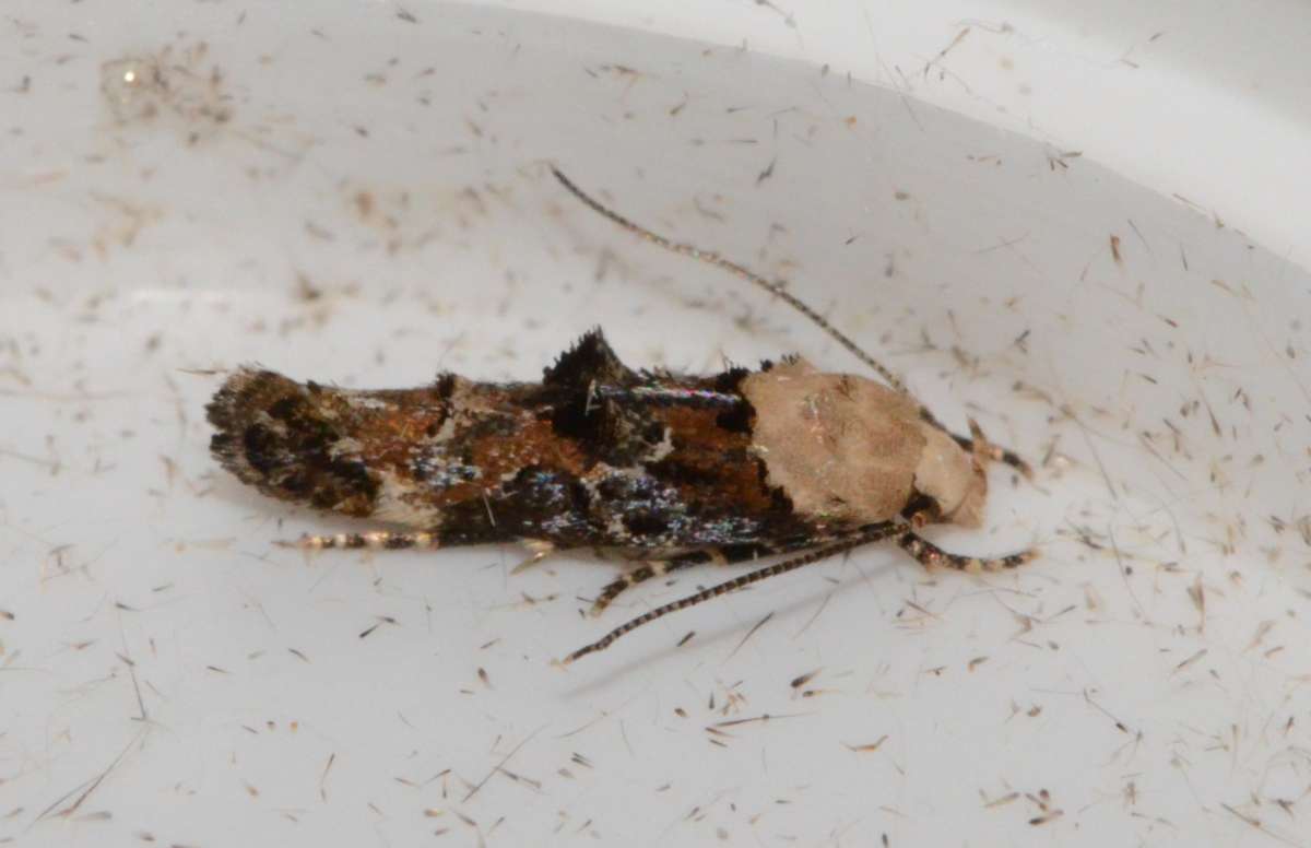 Rust-blotch Mompha (Mompha lacteella) photographed in Kent by Alan Stubbs 