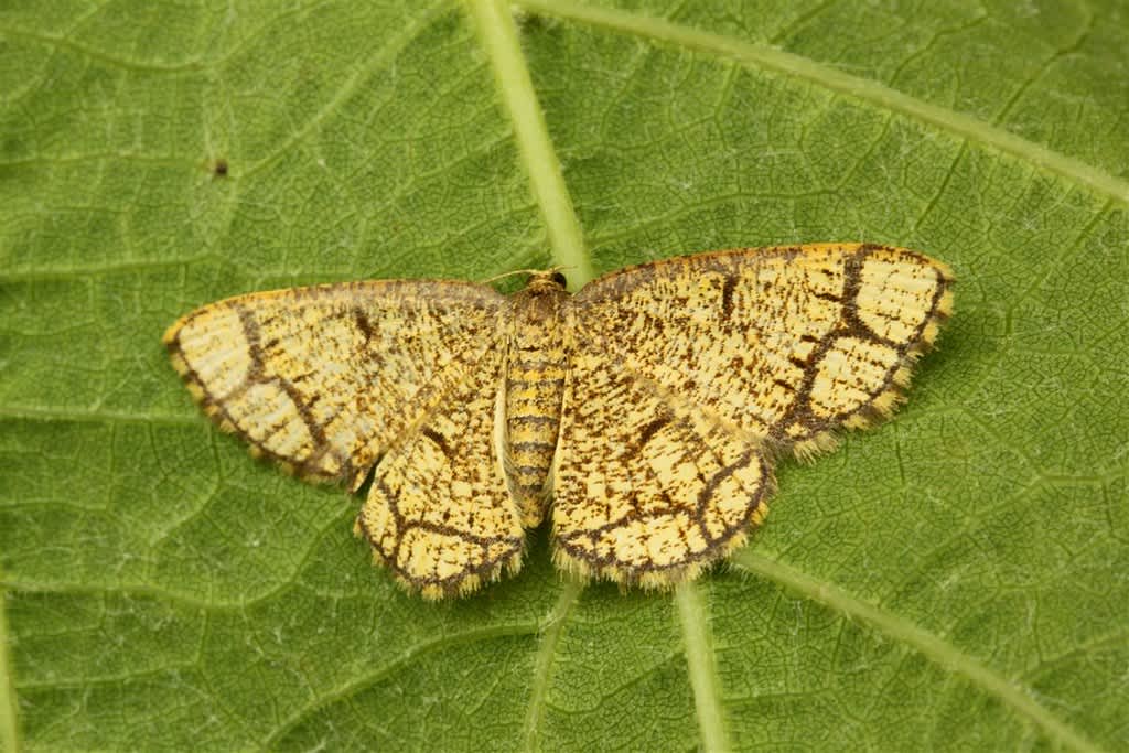 Ringed Border (Stegania cararia) photographed in Kent by Carol Strafford 