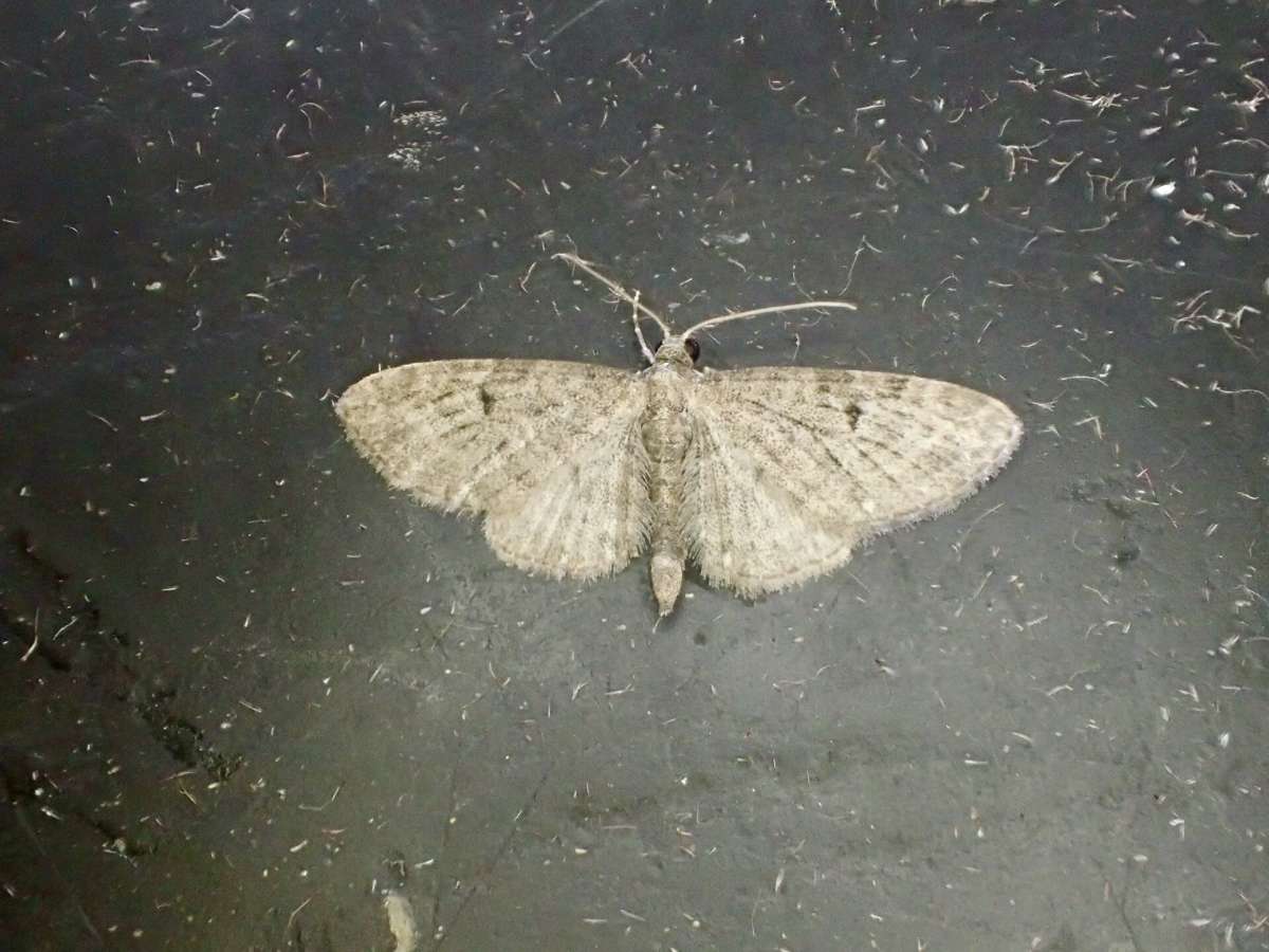 Golden-rod Pug (Eupithecia virgaureata) photographed at Aylesham  by Dave Shenton 