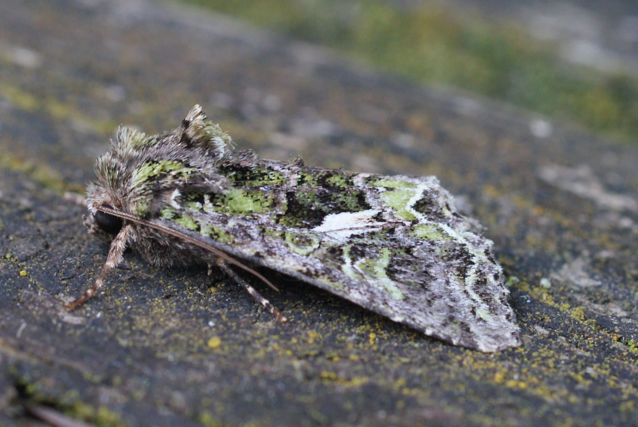 Orache Moth (Trachea atriplicis) photographed at Las Descargues, France by Dave Shenton 