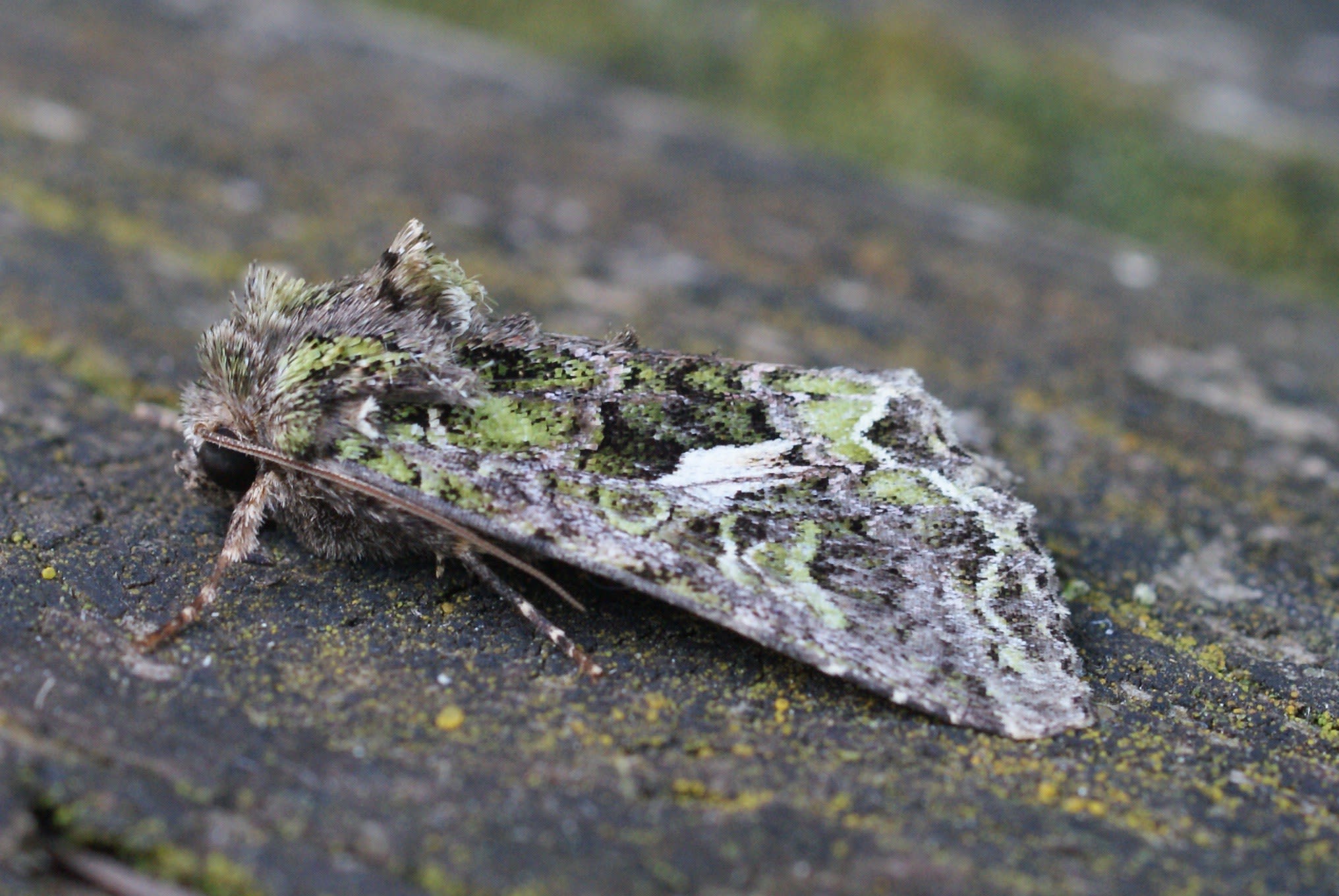 Orache Moth (Trachea atriplicis) photographed at Las Descargues, France by Dave Shenton 