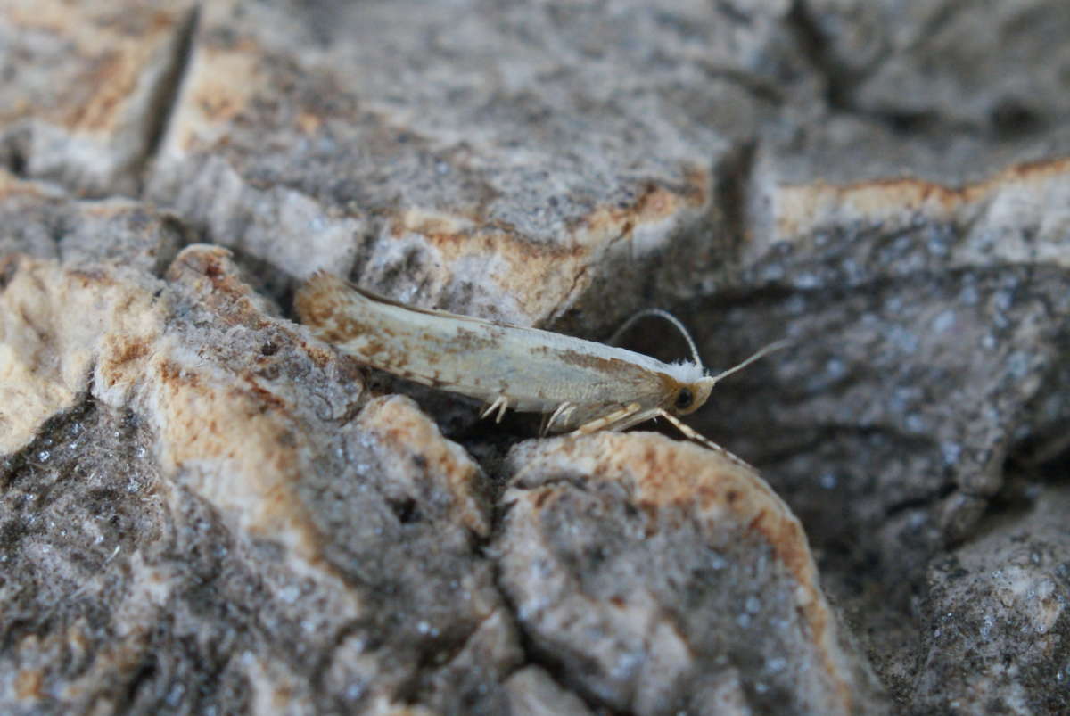 Hawthorn Argent (Argyresthia bonnetella) photographed at Aylesham  by Dave Shenton 