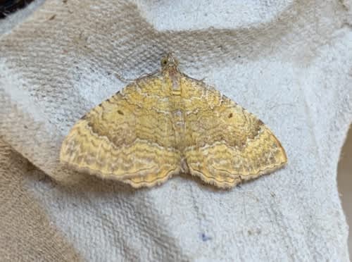 Yellow Shell (Camptogramma bilineata) photographed in Kent by Alan Roman