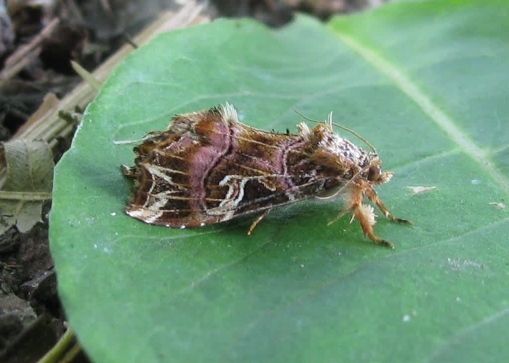 The Latin (Callopistria juventina) photographed in Kent by Carol Strafford 