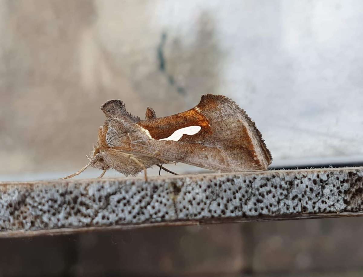 Dewick's Plusia (Macdunnoughia confusa) photographed at Dartford  by Andrew Lawson 