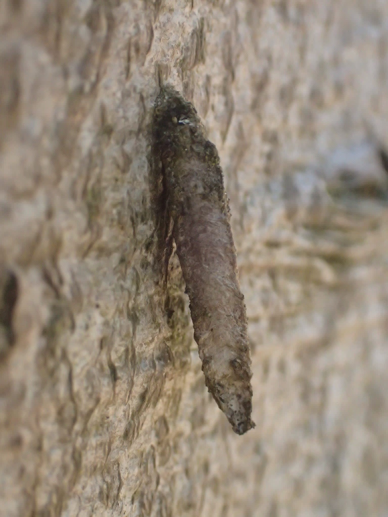 Brown Bagworm (Taleporia tubulosa) photographed at Ruberries Wood, Frogham by Dave Shenton 