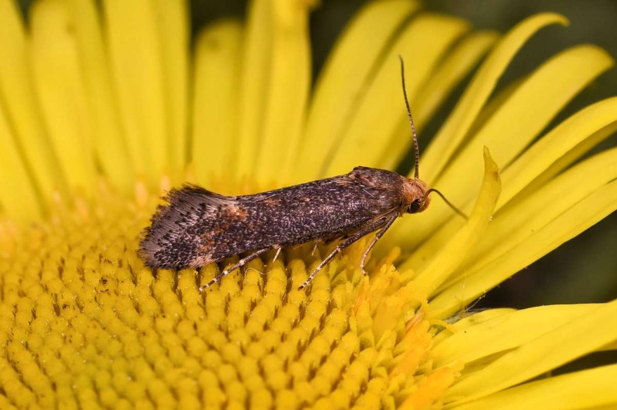 Dark Fleabane Neb (Apodia bifractella) photographed in Kent by Antony Wren