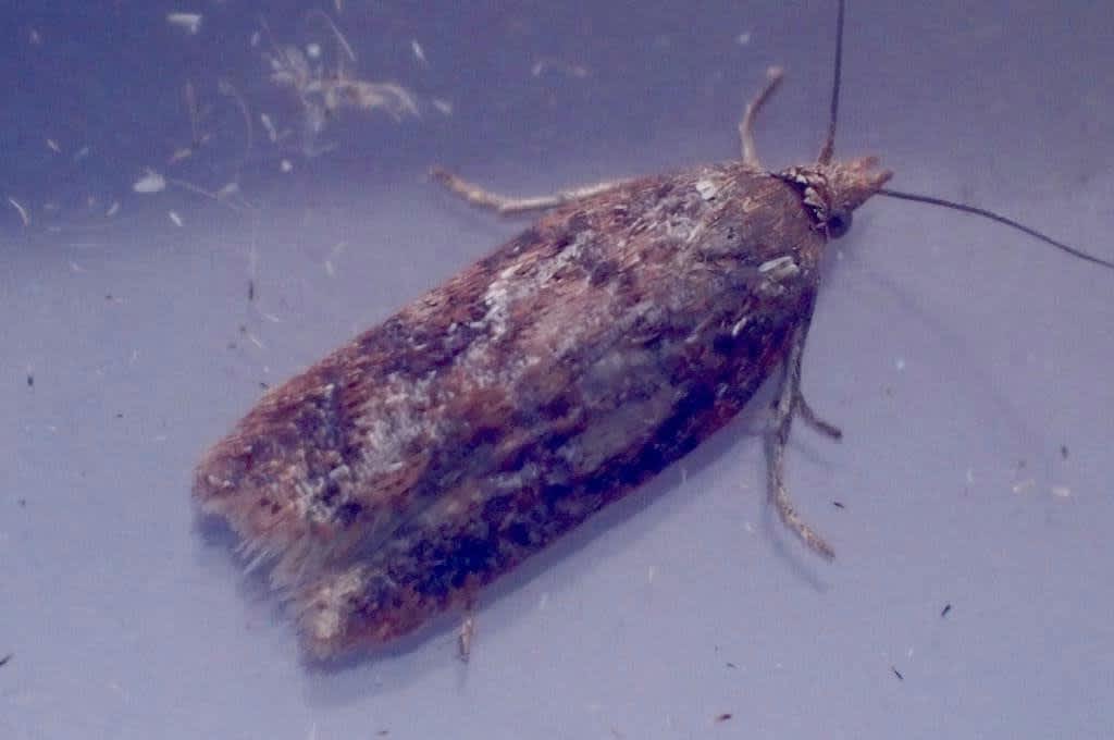 Heath Button (Acleris hyemana) photographed in Kent by Oliver Bournat