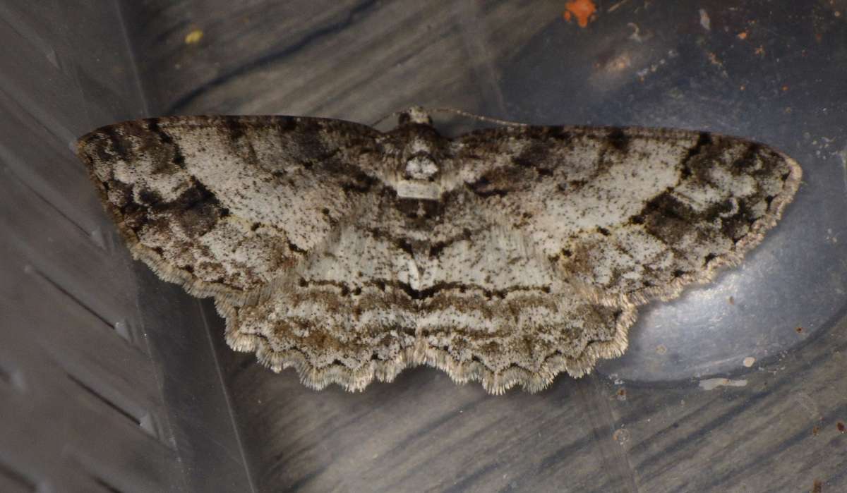 Square Spot (Paradarisa consonaria) photographed in Kent by Alan Stubbs