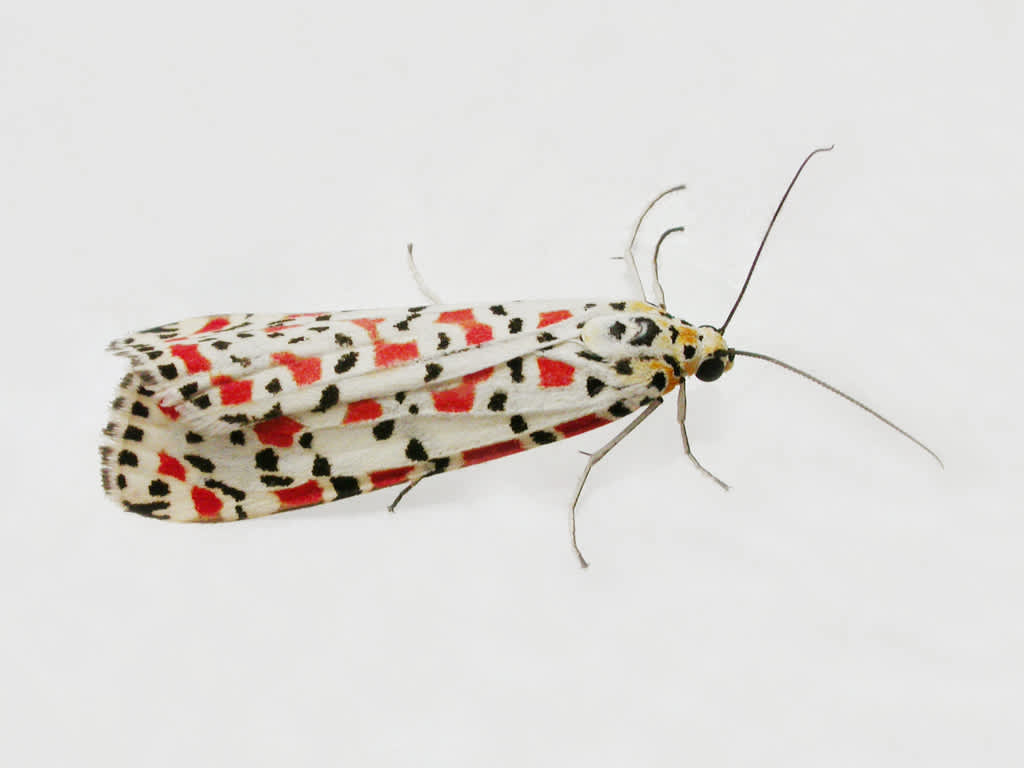 Crimson Speckled (Utetheisa pulchella) photographed in Kent by D Beadle