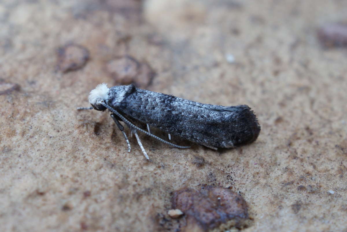 Hawthorn Ermine (Paraswammerdamia nebulella) photographed at Aylesham  by Dave Shenton 