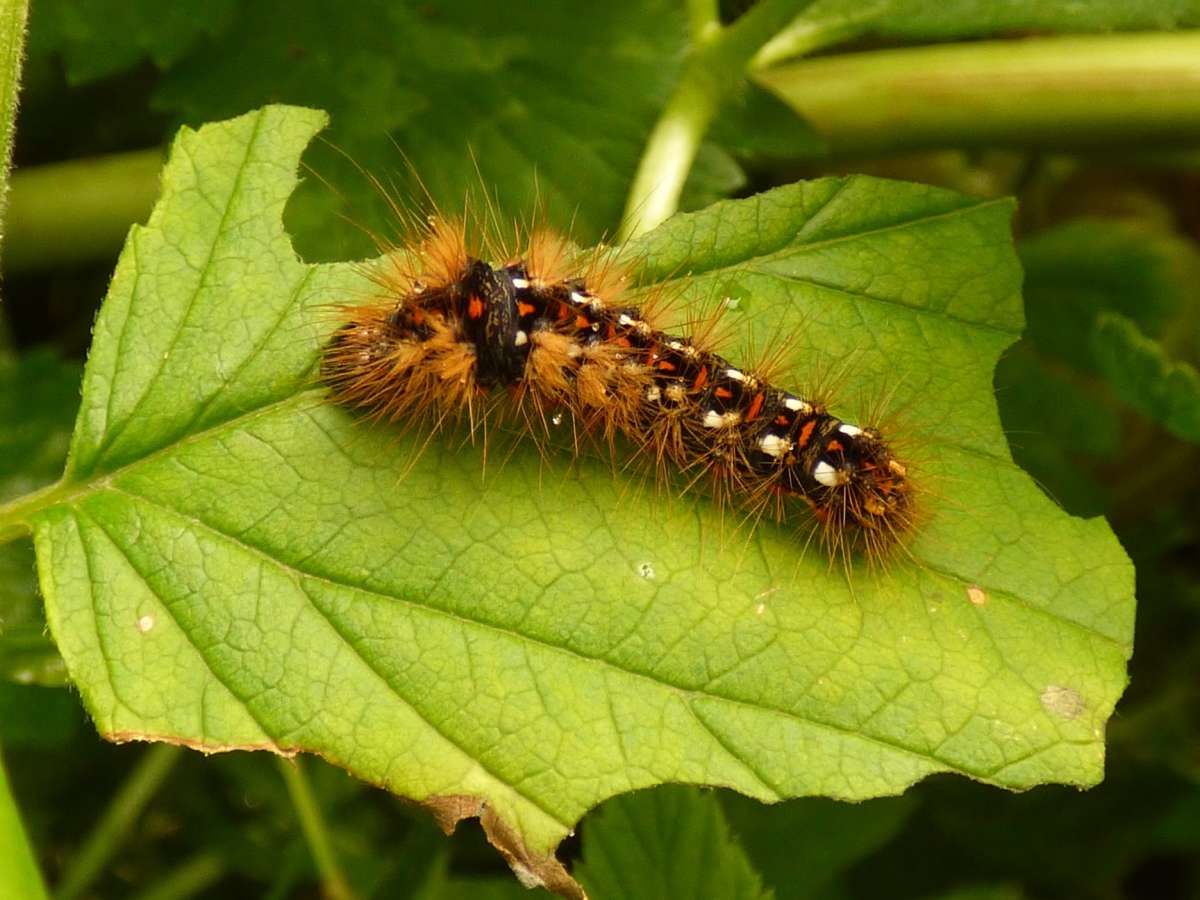 Knot Grass (Acronicta rumicis) photographed in Kent by Allan Beeney