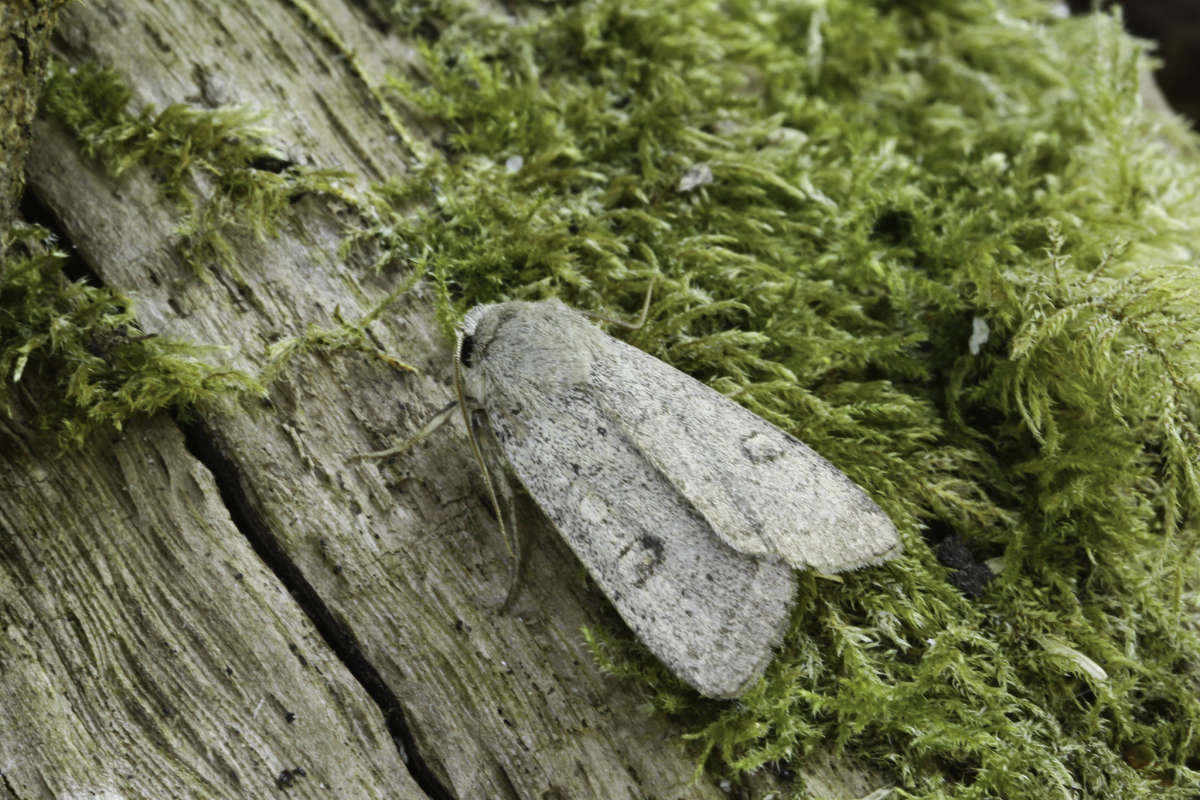 Neglected Rustic (Xestia castanea) photographed in Kent by Carol Strafford 