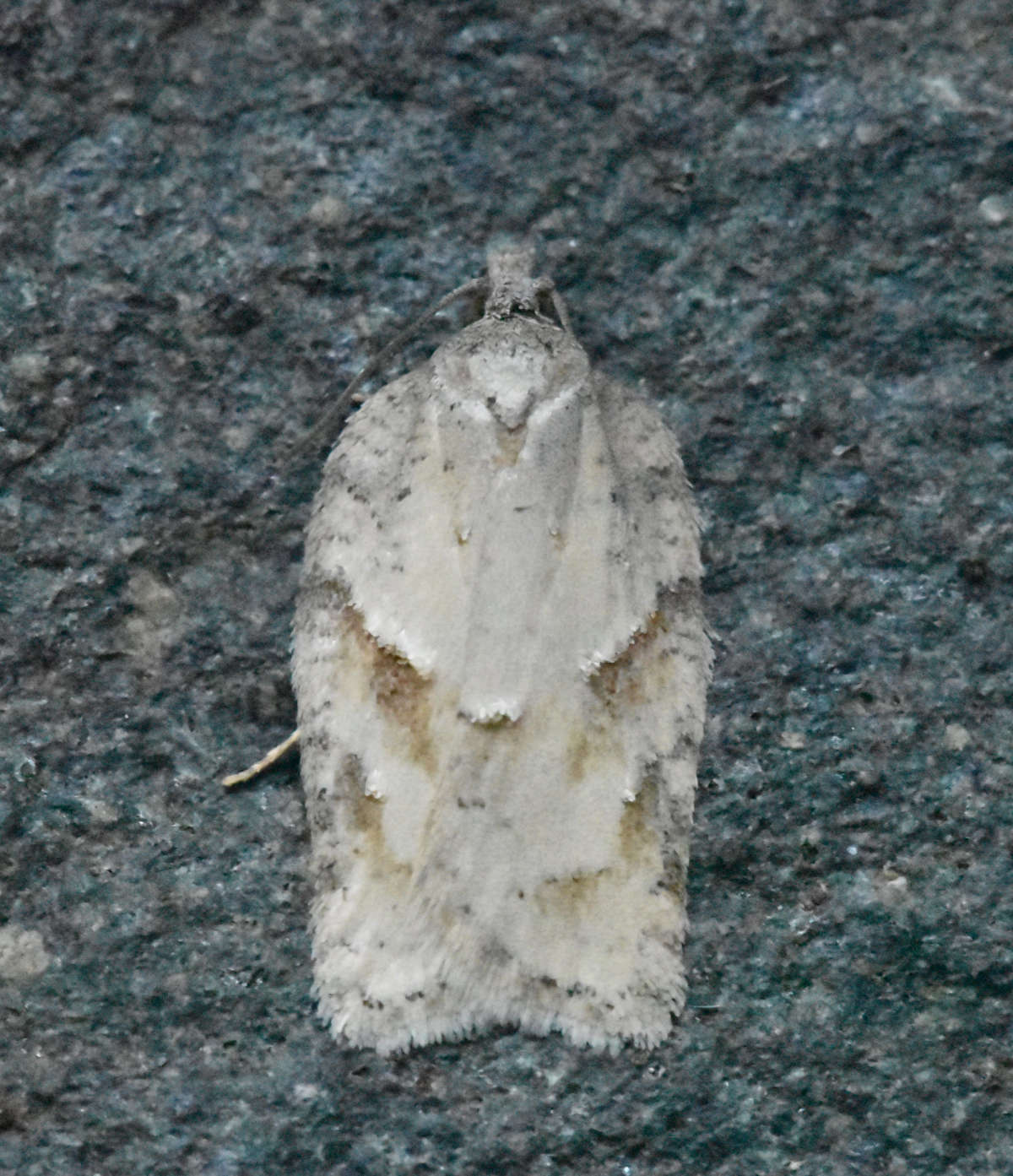 Grey Birch Button (Acleris logiana) photographed in Kent by Ross Newham 