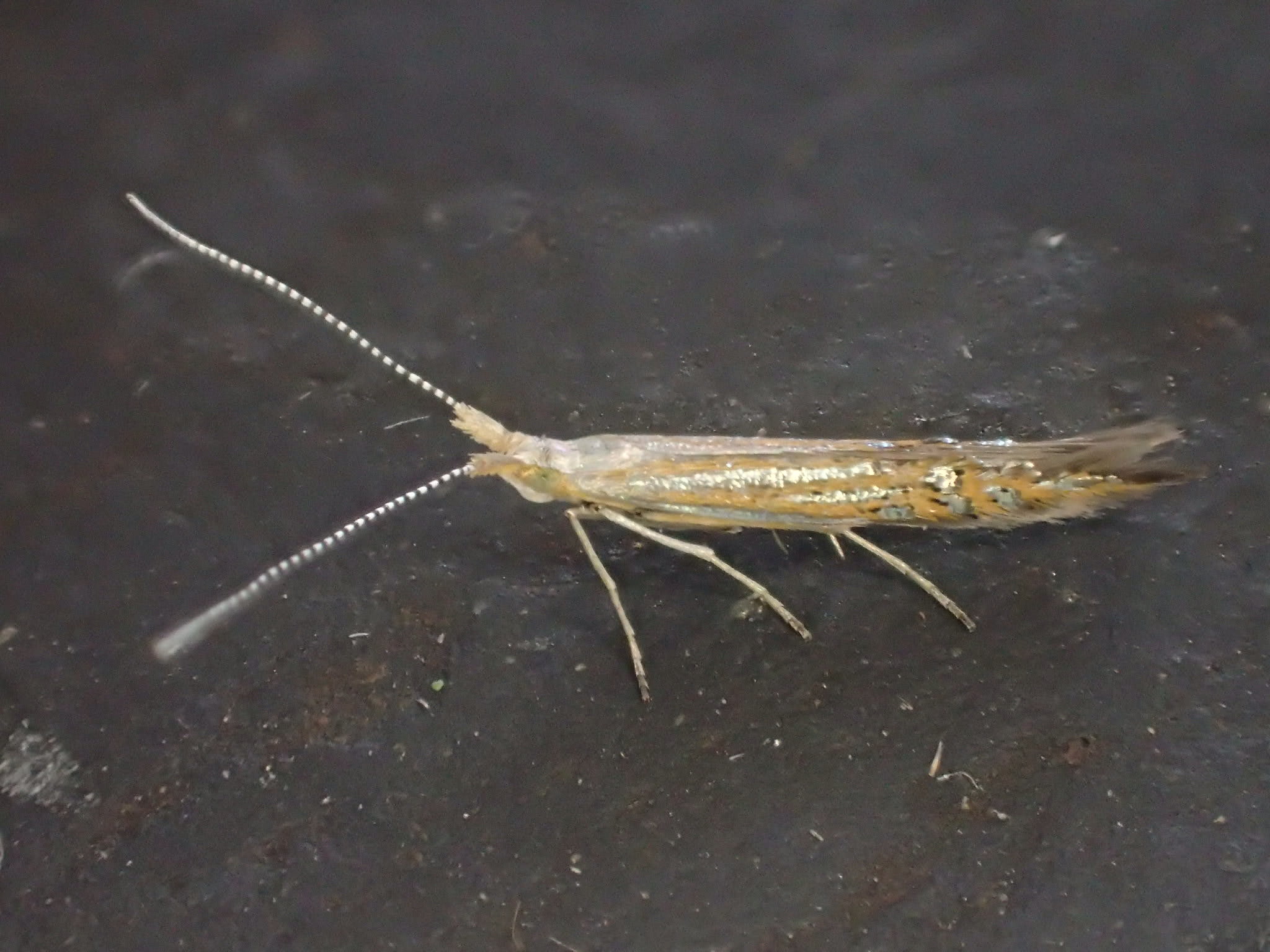 Silver-streaked Case-bearer (Coleophora limoniella) photographed at Oare Marshes by Dave Shenton