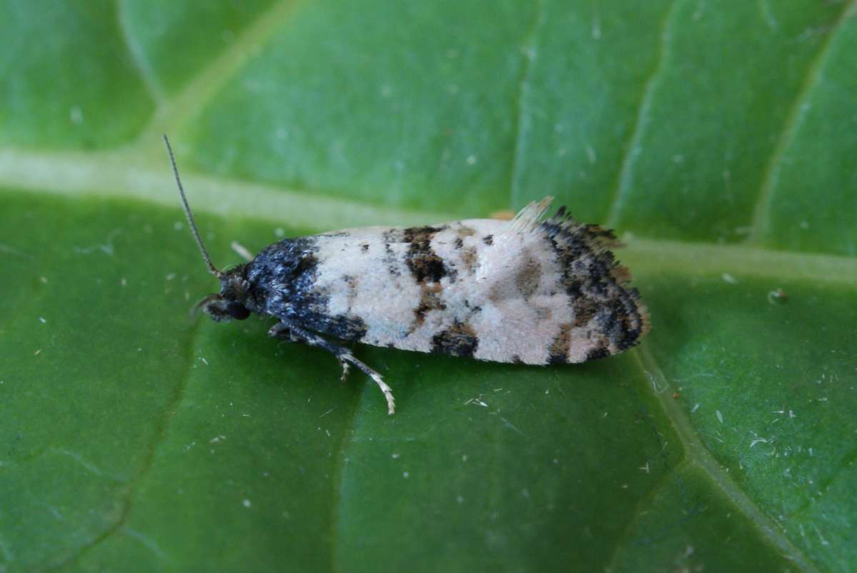 Black-headed Conch (Cochylis atricapitana) photographed at Aylesham  by Dave Shenton 