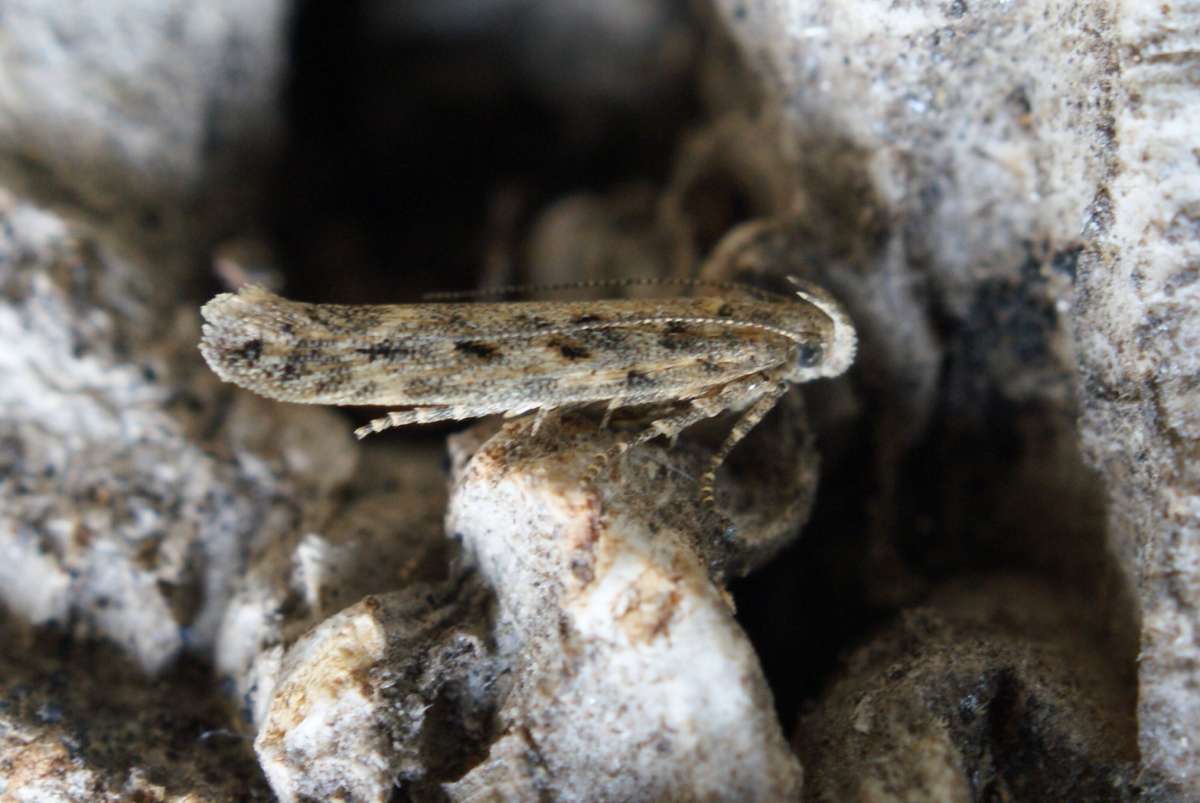 Saltern Groundling (Scrobipalpa instabilella) photographed in Kent by Dave Shenton 