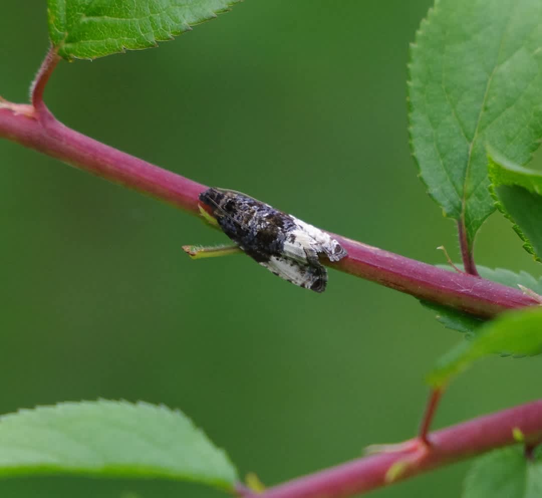 Plum Tortrix (Hedya pruniana) photographed in Kent by Hugh Nightingale