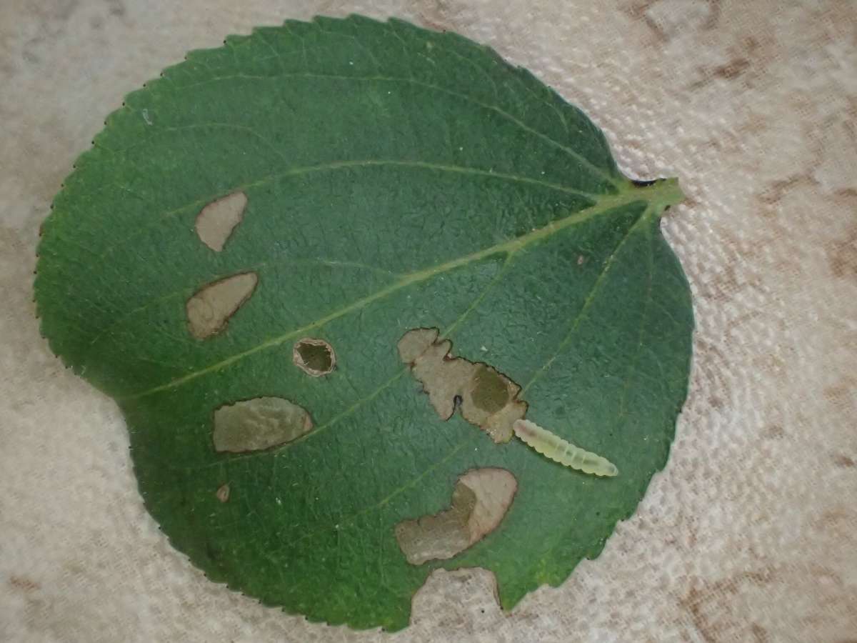 Buckthorn Bent-wing (Bucculatrix frangutella) photographed in Kent by Dave Shenton 