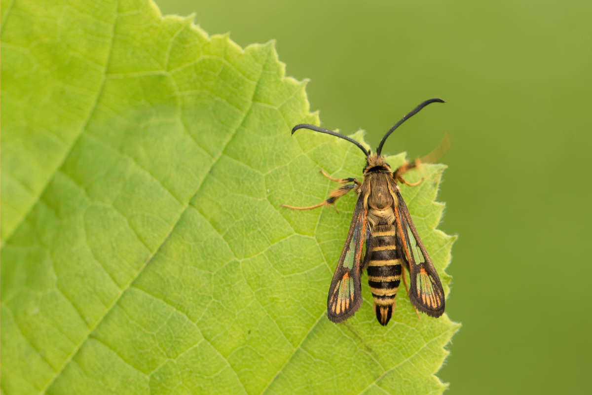 Six-belted Clearwing (Bembecia ichneumoniformis) photographed in Kent by Alex Perry