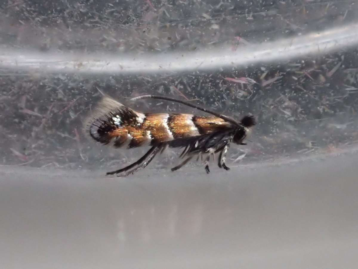 Small Alder Midget (Phyllonorycter stettinensis) photographed in Kent by Dave Shenton 