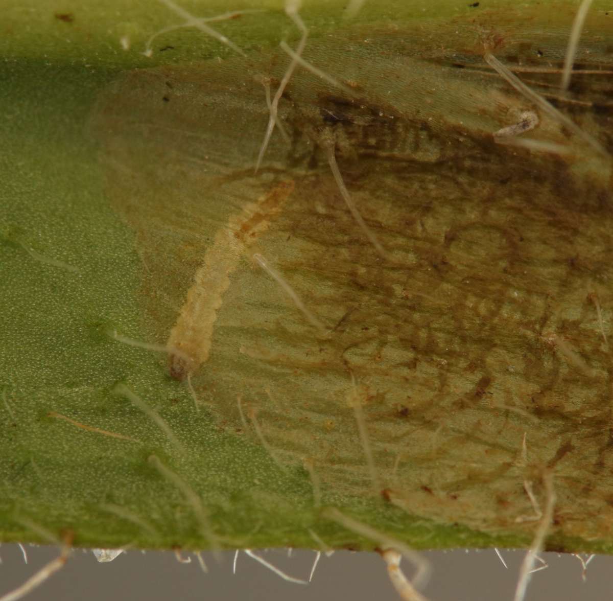 Echium Leaf-miner (Dialectica scalariella) photographed in Kent by Will Langdon 