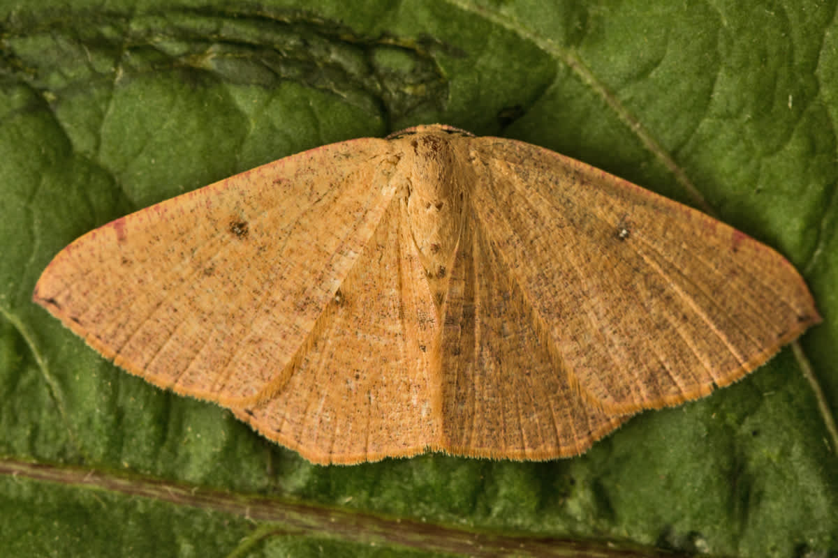 Blair's Mocha (Cyclophora puppillaria) photographed in Kent by Tony Morris