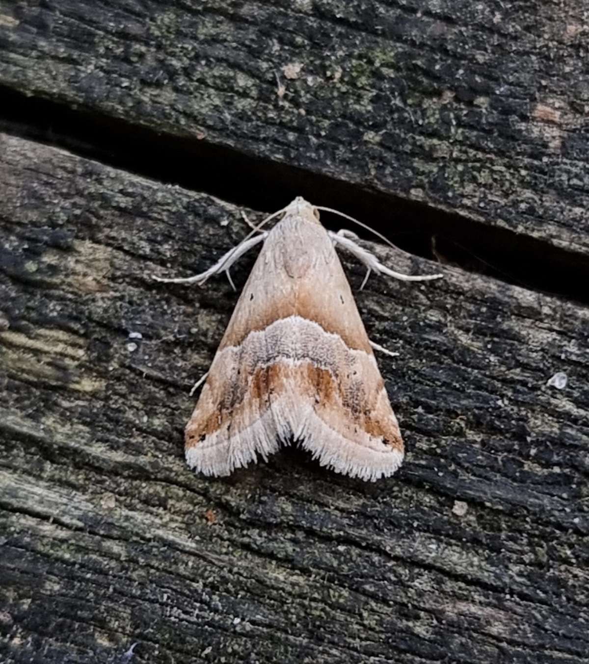 Small Marbled (Eublemma parva) photographed in Kent by Leonard Cooper 