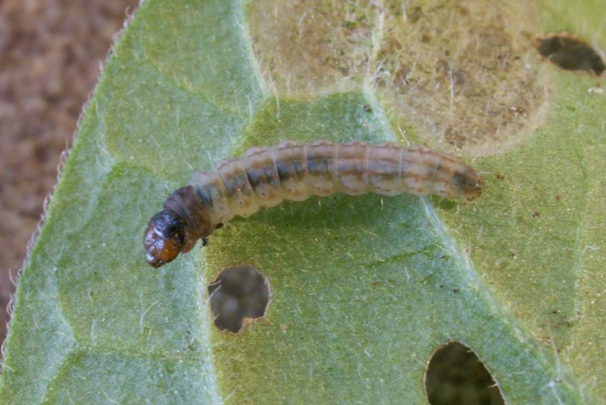 Winter Groundling (Scrobipalpa costella) photographed in Kent by Dave Shenton