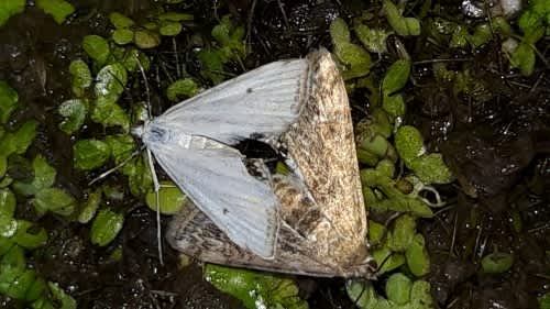 Small China-mark (Cataclysta lemnata) photographed in Kent by Trevor Wright