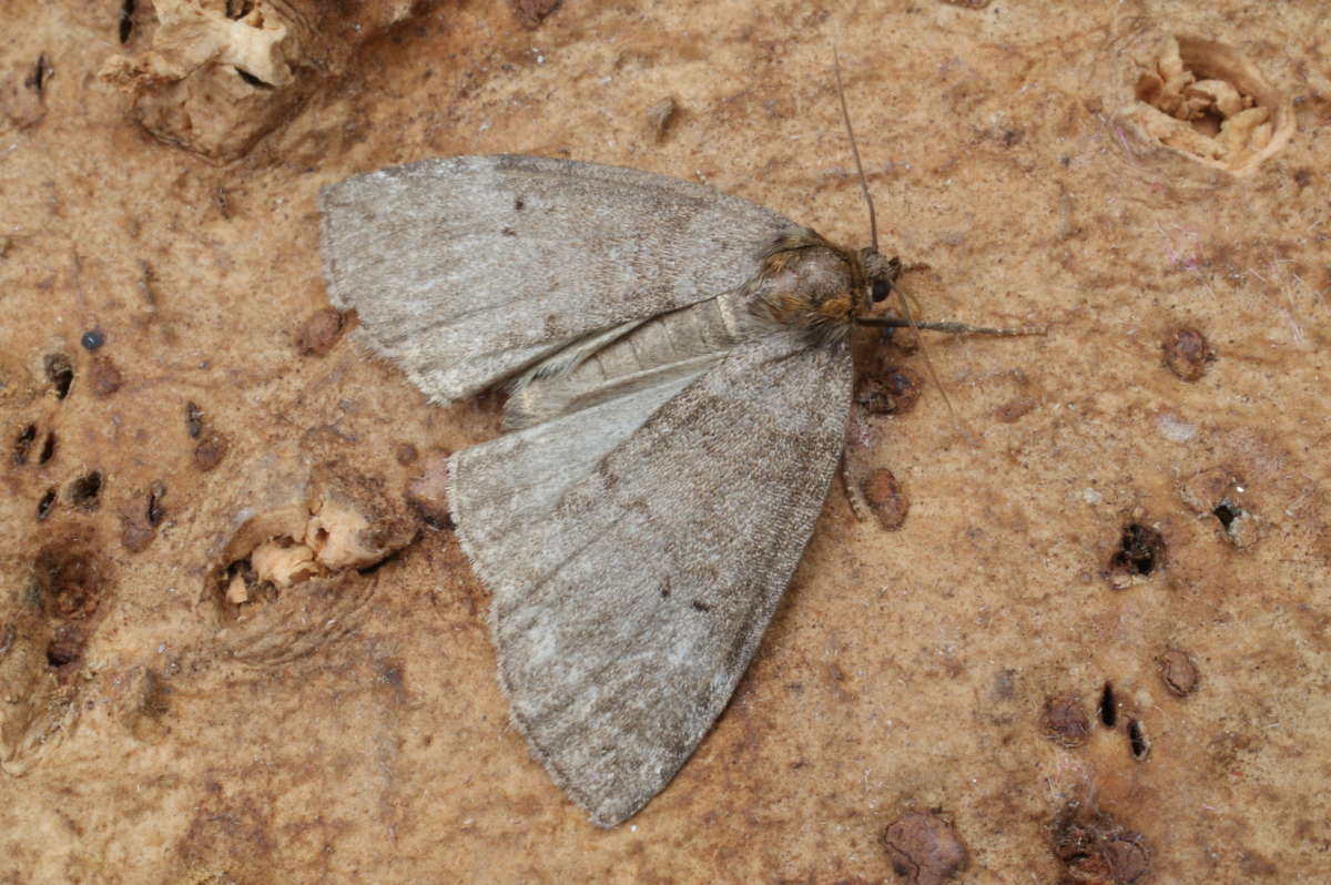 Common Lutestring (Ochropacha duplaris) photographed in Kent by Dave Shenton 