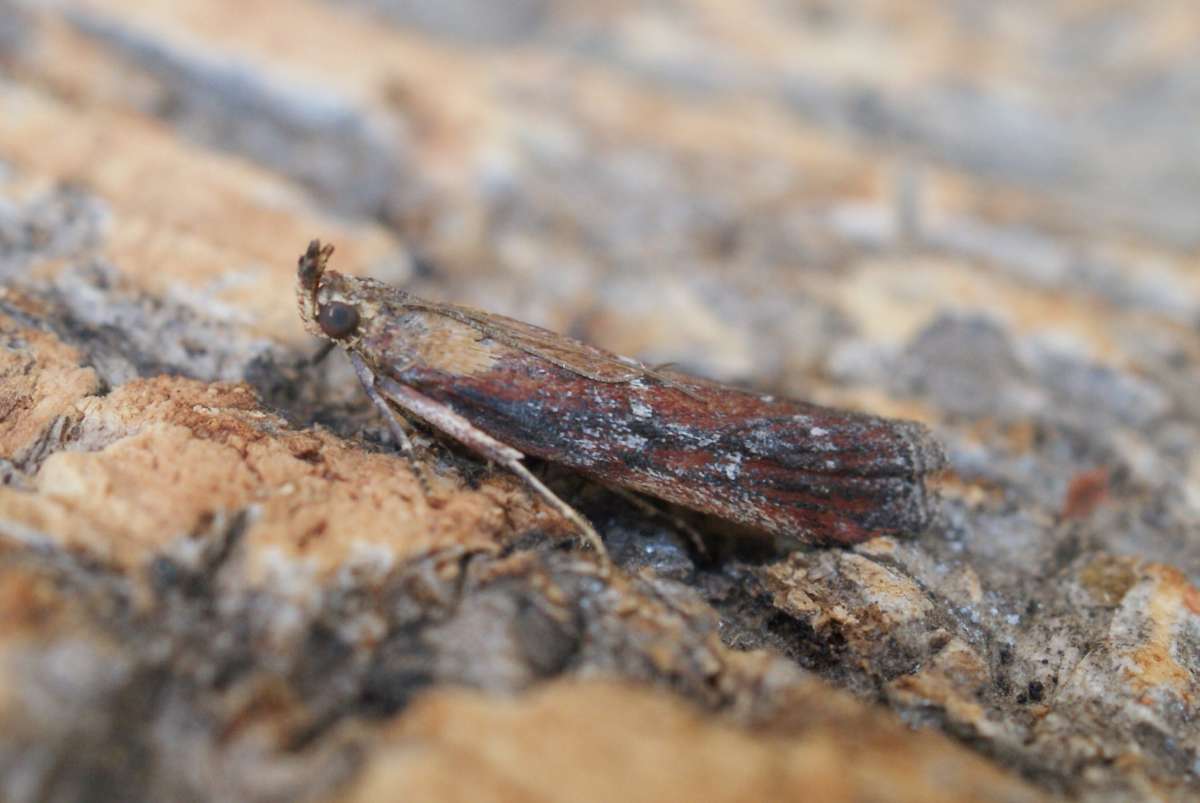 Kent Knot-horn (Moitrelia obductella) photographed at Aylesham  by Dave Shenton 