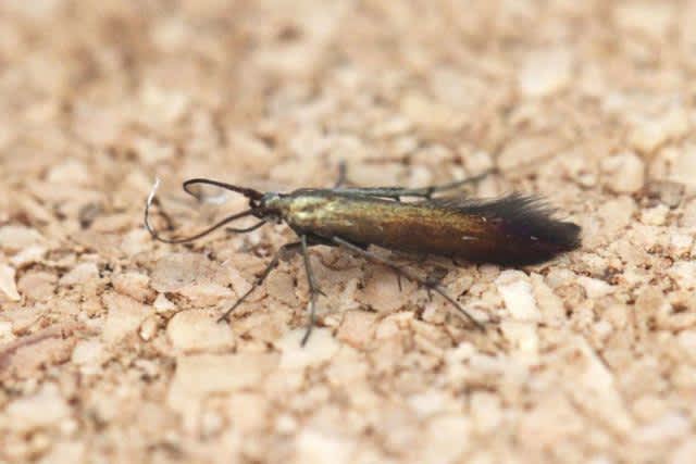 Clover Case-bearer (Coleophora alcyonipennella) photographed in Kent by Josh Jones