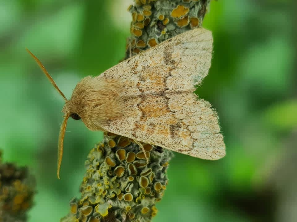Blossom Underwing (Orthosia miniosa) photographed in Kent by Francesca Partridge