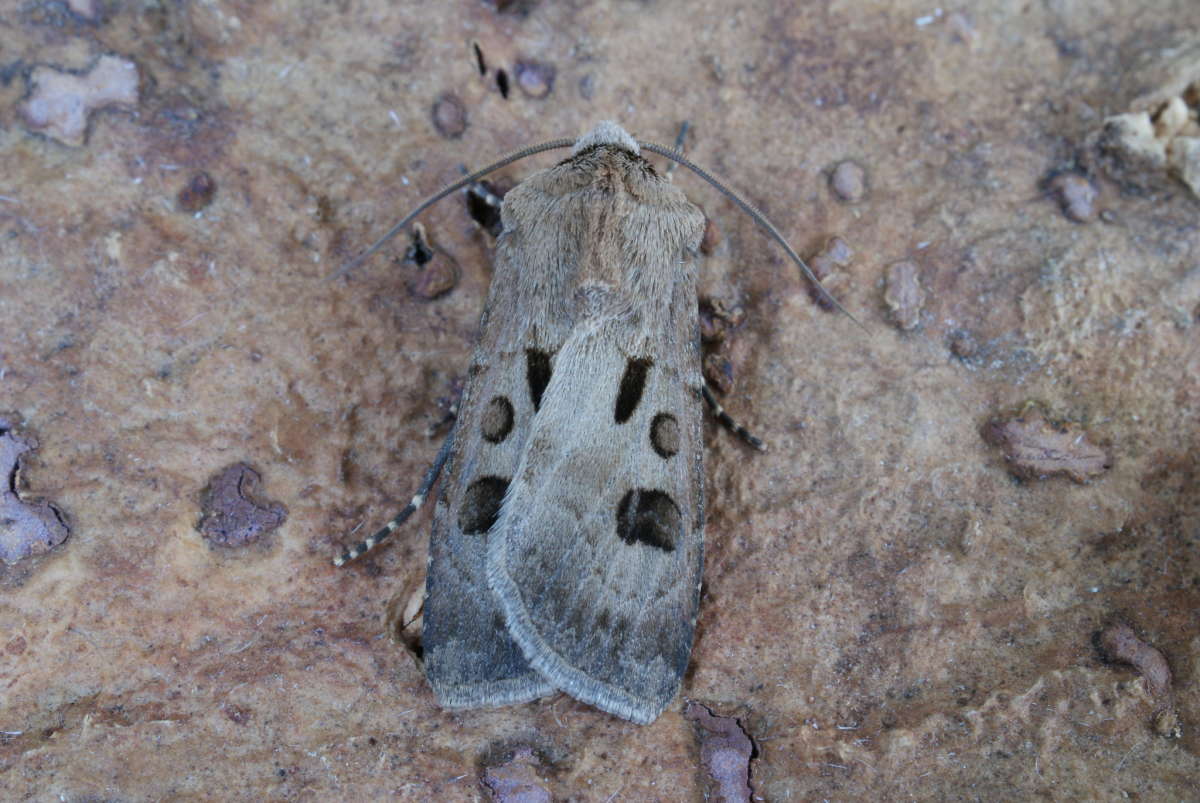 Heart & Dart (Agrotis exclamationis) photographed at Aylesham  by Dave Shenton 