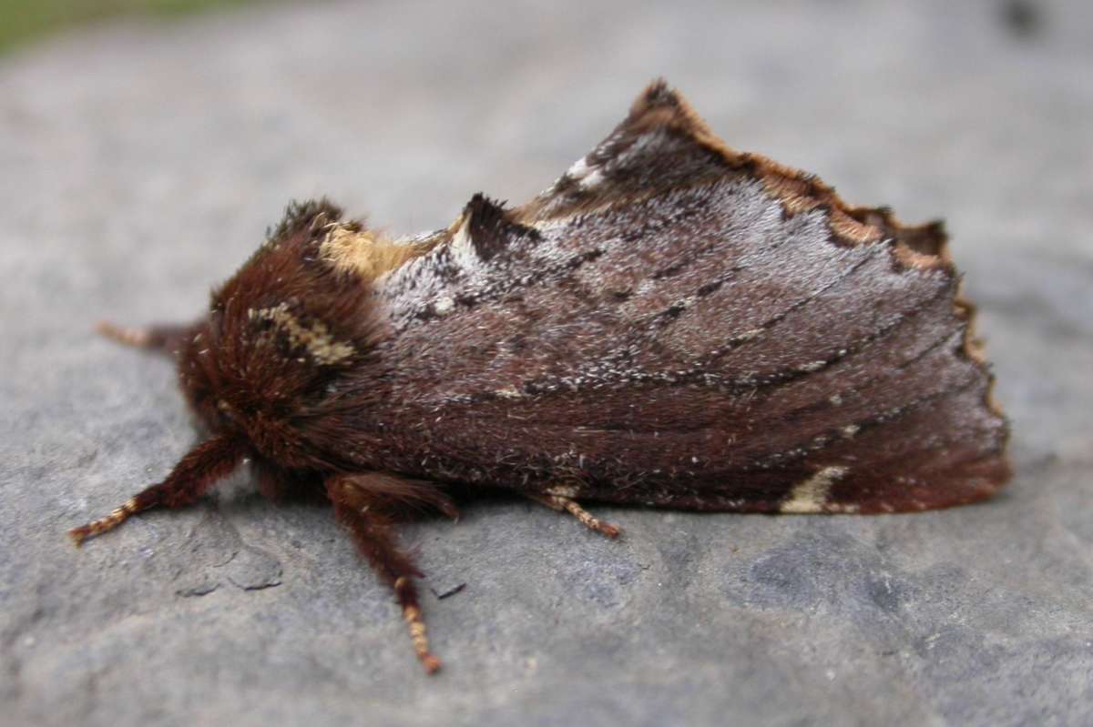 Scarce Prominent (Odontosia carmelita) photographed in Kent by Ross Newham 