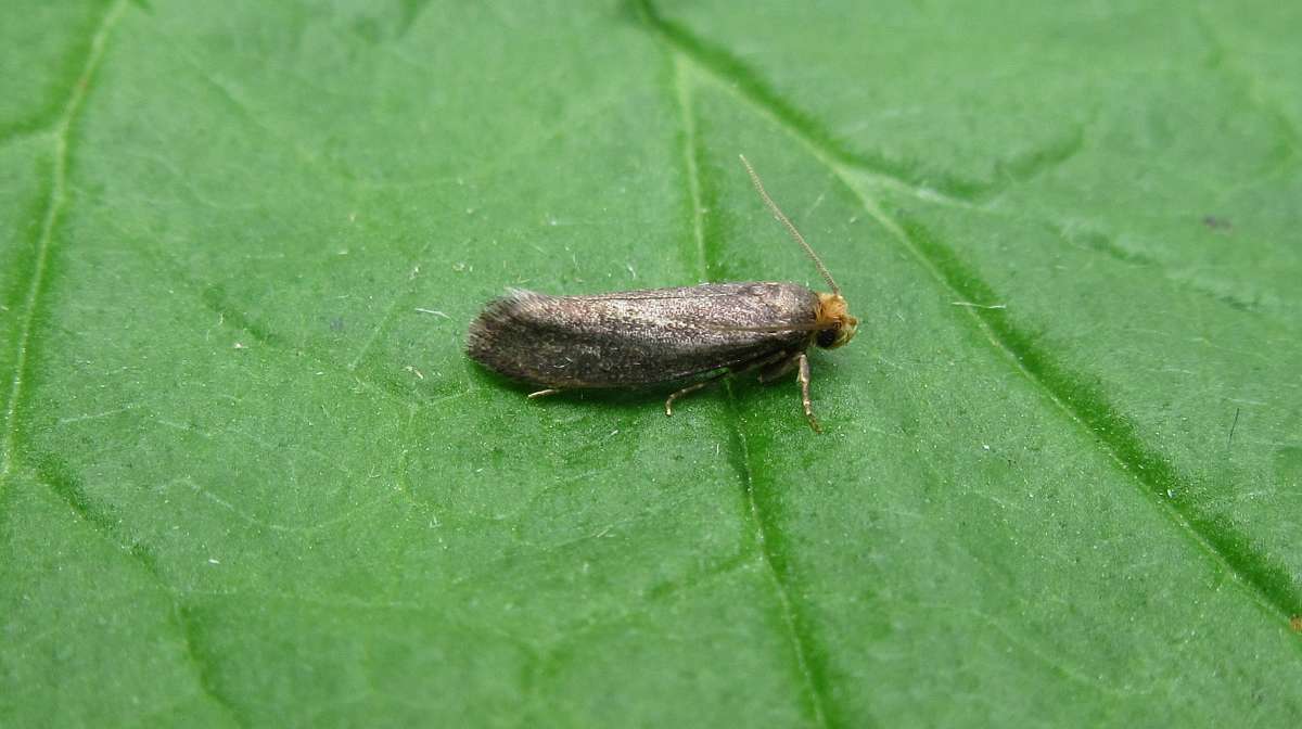 Simple Clothes Moth (Cephimallota crassiflavella) photographed at Kingsgate  by F Solly