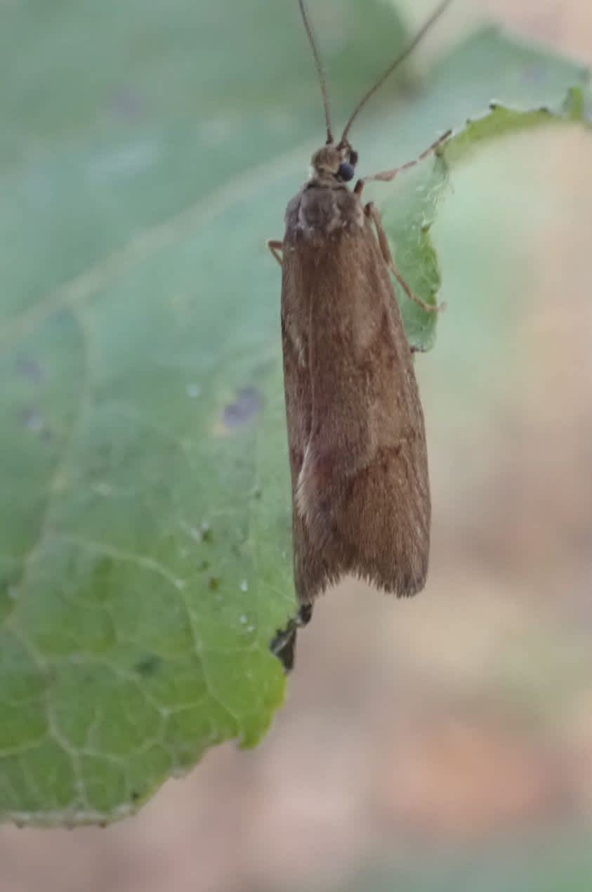 November Tubic (Diurnea lipsiella) photographed in Kent by Lou Carpenter 