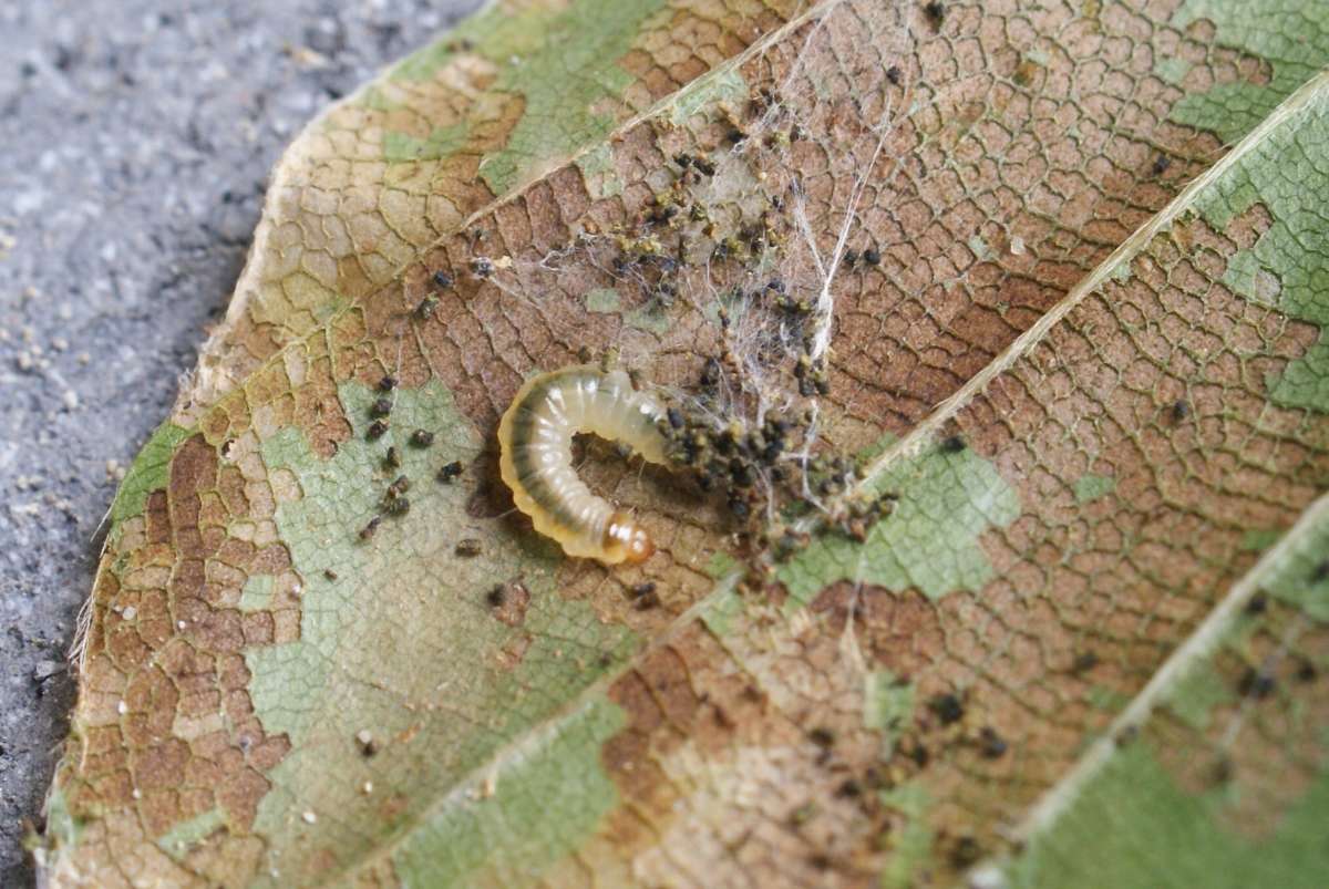 Little Beech Piercer (Strophedra weirana) photographed in Kent by Dave Shenton 