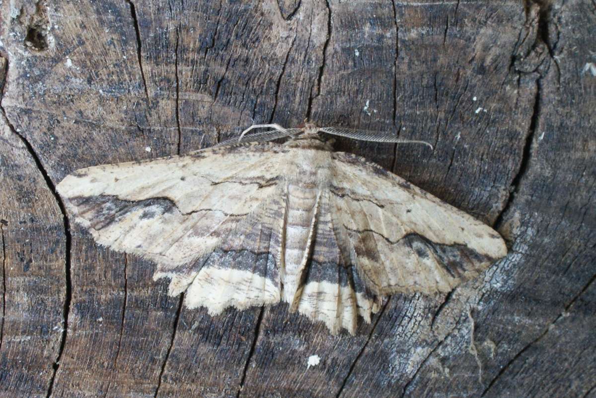 Waved Umber (Menophra abruptaria) photographed at Aylesham  by Dave Shenton 