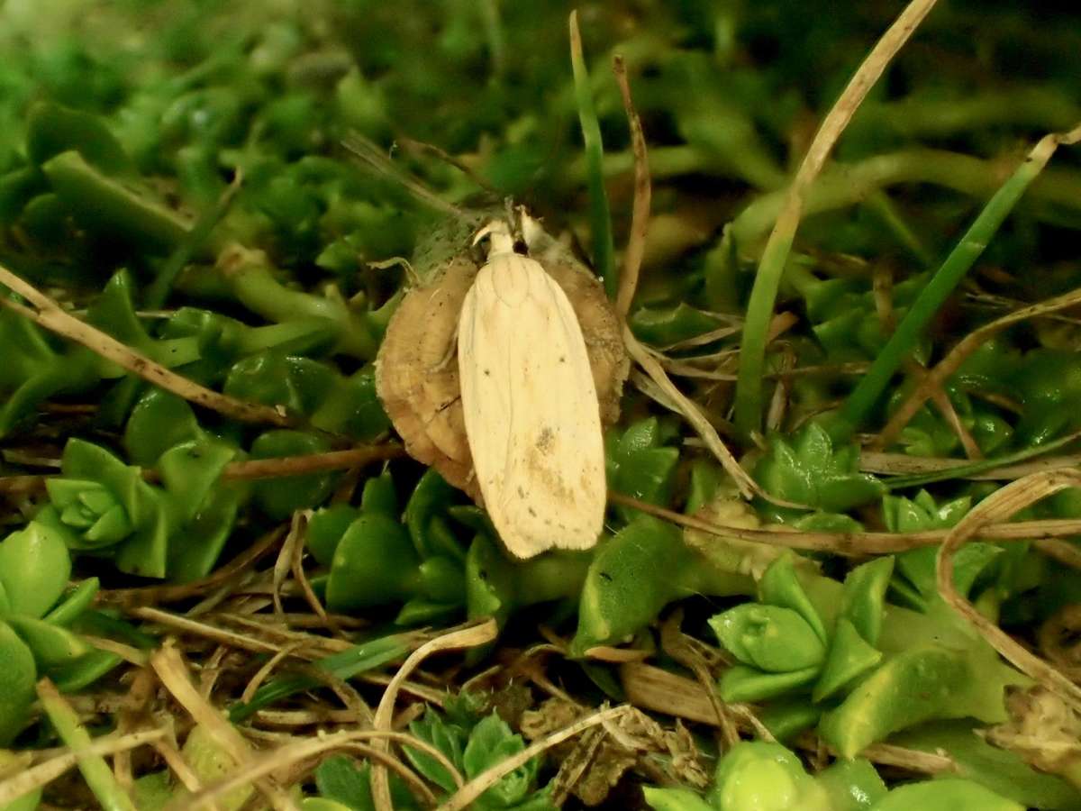 Straw Flat-body (Agonopterix kaekeritziana) photographed at Sandwich Bay by Dave Shenton 