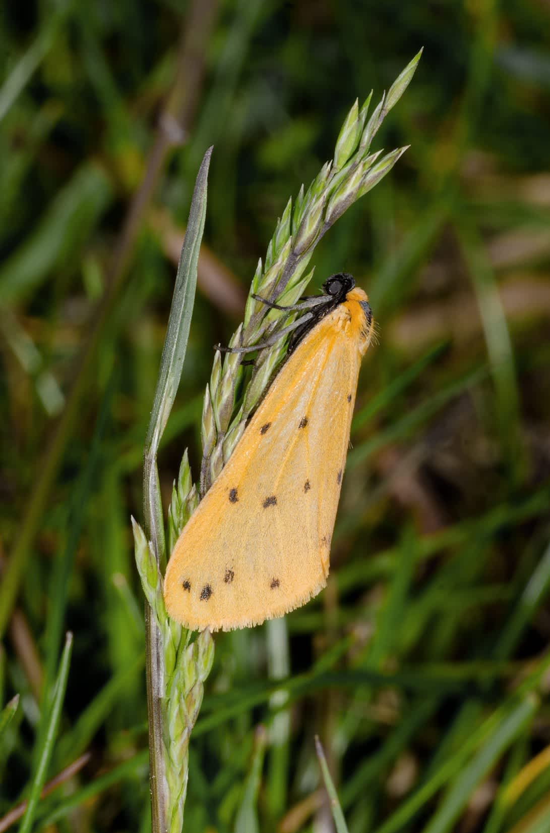 Dew Moth (Setina irrorella) photographed in Kent by Darren Taylor 