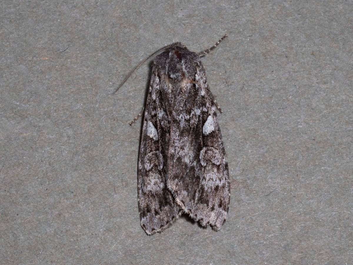 Great Brocade (Eurois occulta) photographed in Kent by Brian Summerfield 