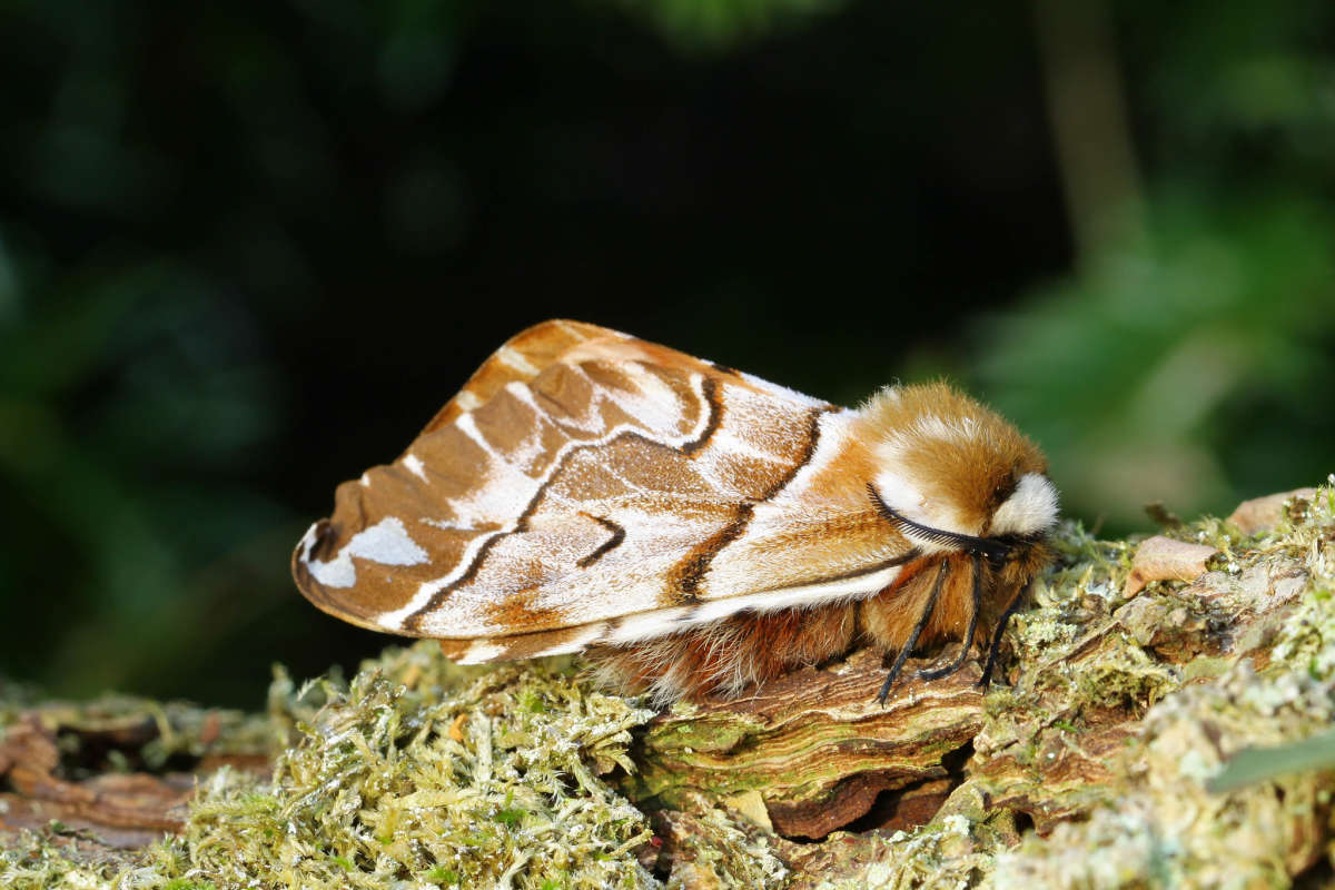 Kentish Glory (Endromis versicolora) photographed at France  by Carol Strafford 