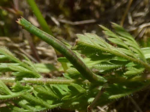 Sussex Emerald (Thalera fimbrialis) photographed in Kent by Rebecca Levey