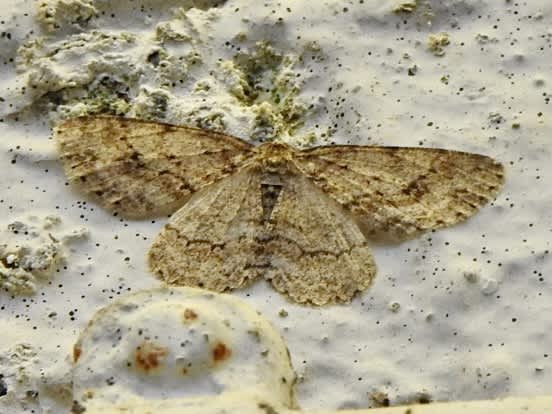 The Engrailed (Ectropis crepuscularia) photographed in Kent by Oliver Bournat 