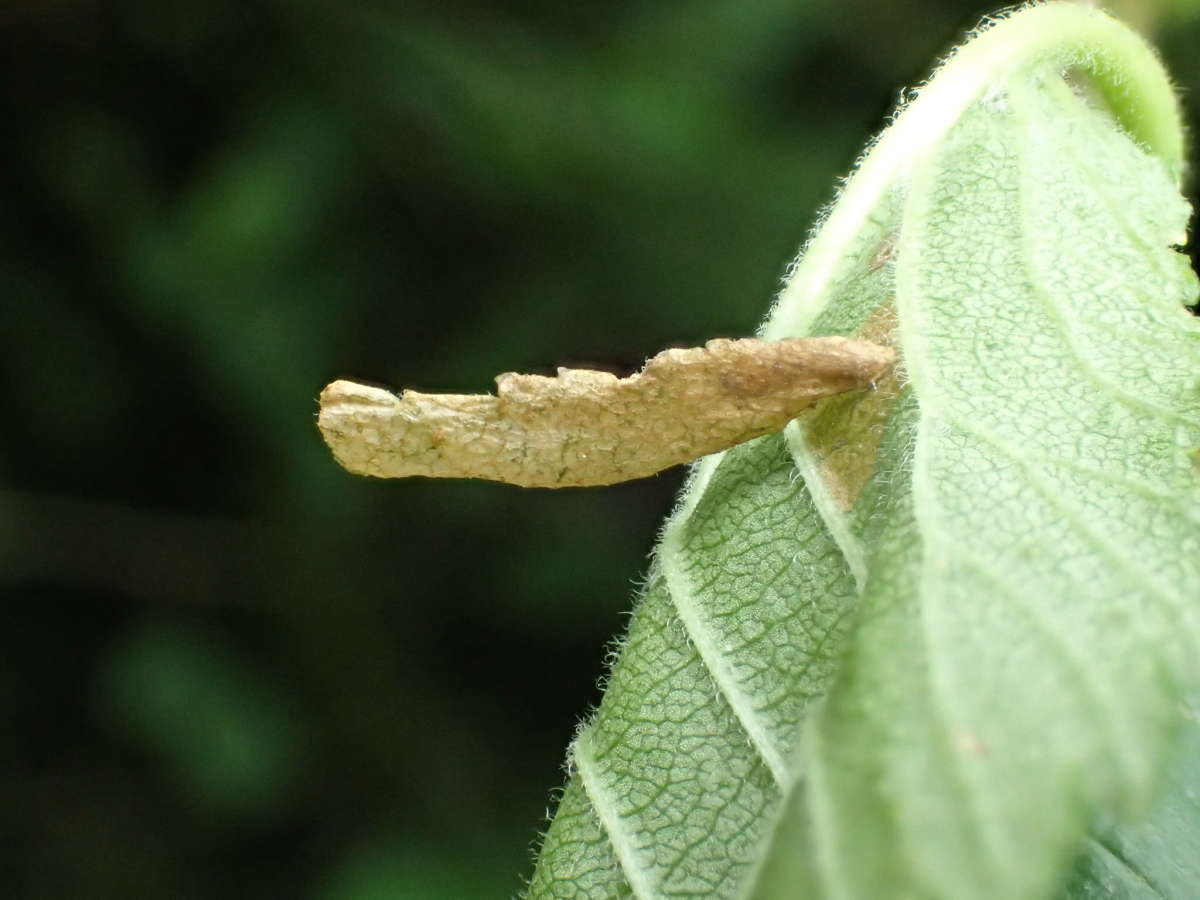 Dark Elm Case-bearer (Coleophora limosipennella) photographed at Telegraph Farm, Tilmanstone  by Dave Shenton 